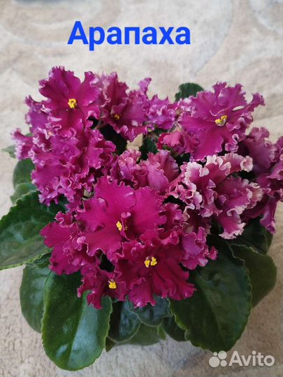 Сортовые фиалки