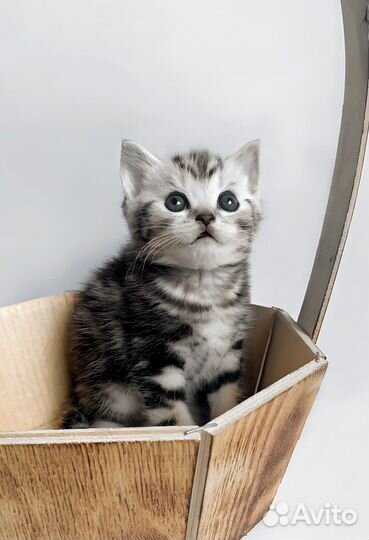 Шотландские вислоухие котята