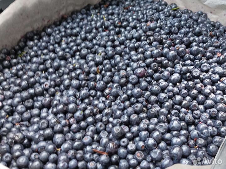 Ягода черника