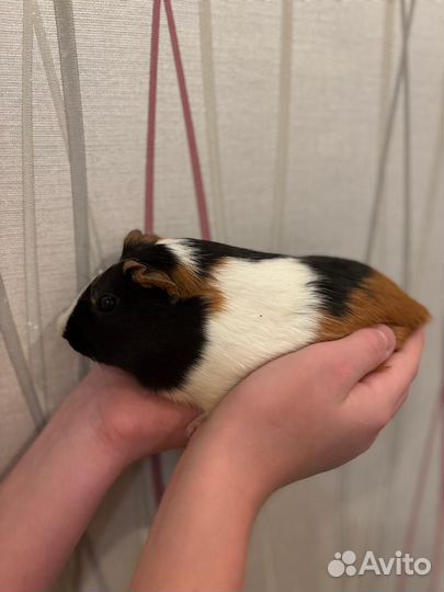 Морская свинка