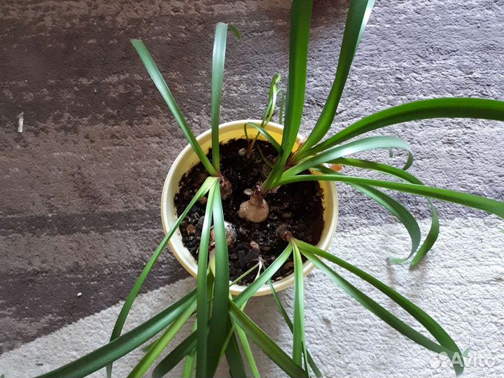 Гиппиаструм