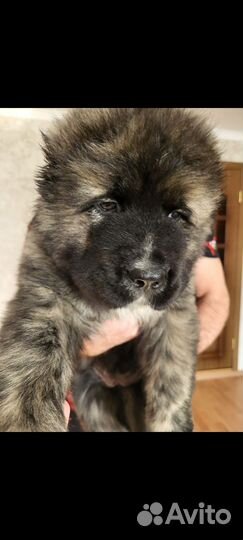 Щенки кавказской овчарки