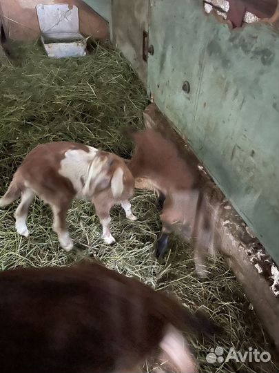 Нубийские козы