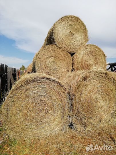 Сено в рулонах
