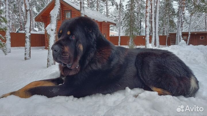 Вязка алабай