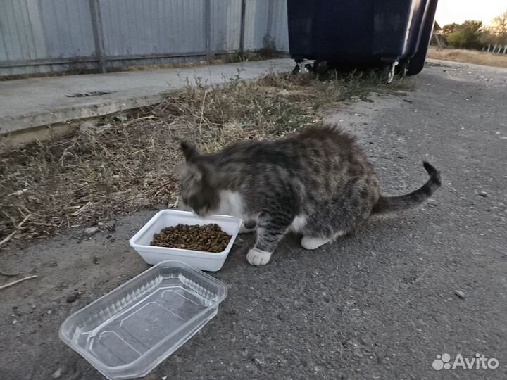 Кошка с котёнком