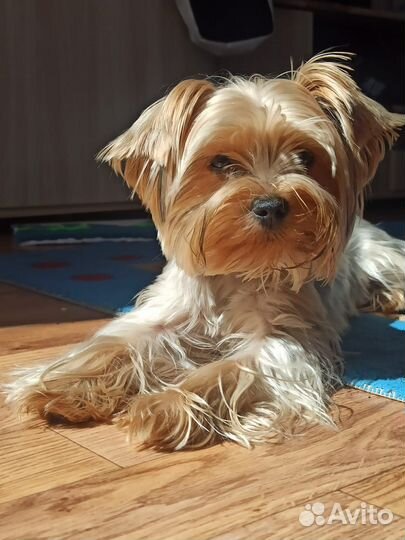 Йоркширский терьер мини