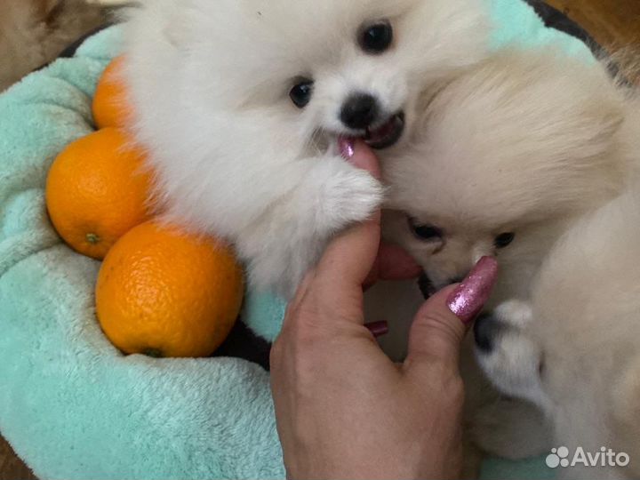 Собака шпиц померанский