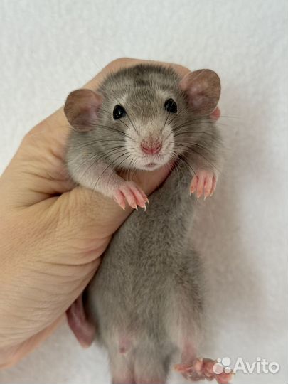 Крысята Дамбо мальчики