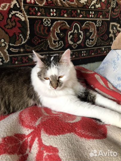 Кошка бесплатно