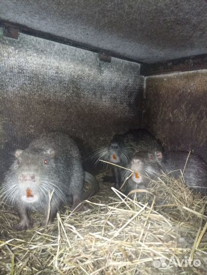 Продам нутрий