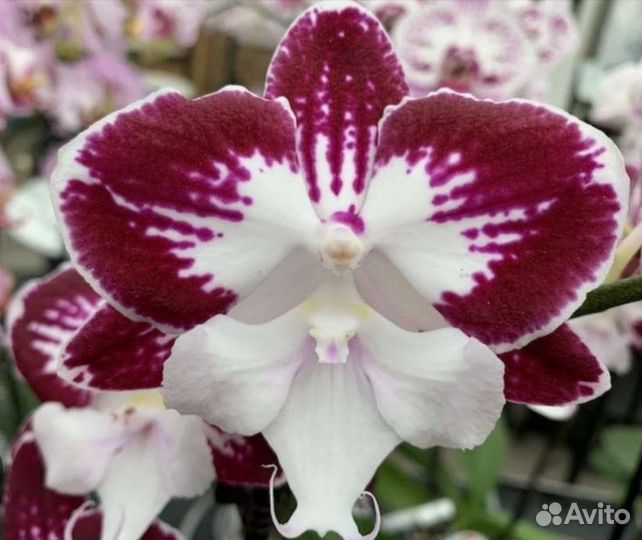 Орхидея (детка) фаленопсис Tinkerbell Kizz