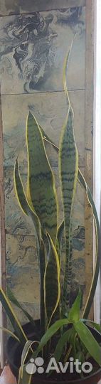 Щучий хвост