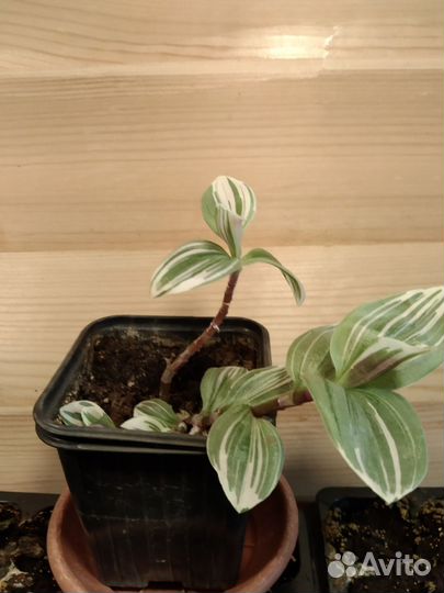 Традесканция белоцветковая