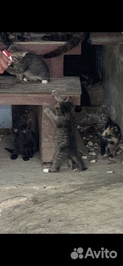 Очаровательные котята ищут дом