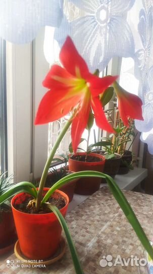 Гиппиаструм детки