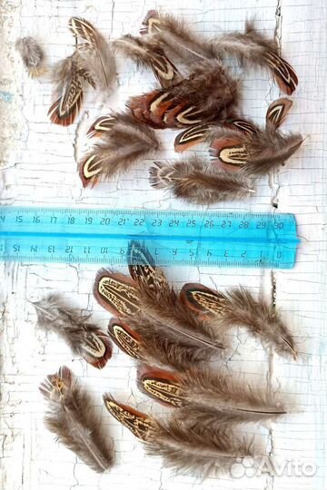 Перо/перья фазана (разные) цена за шт