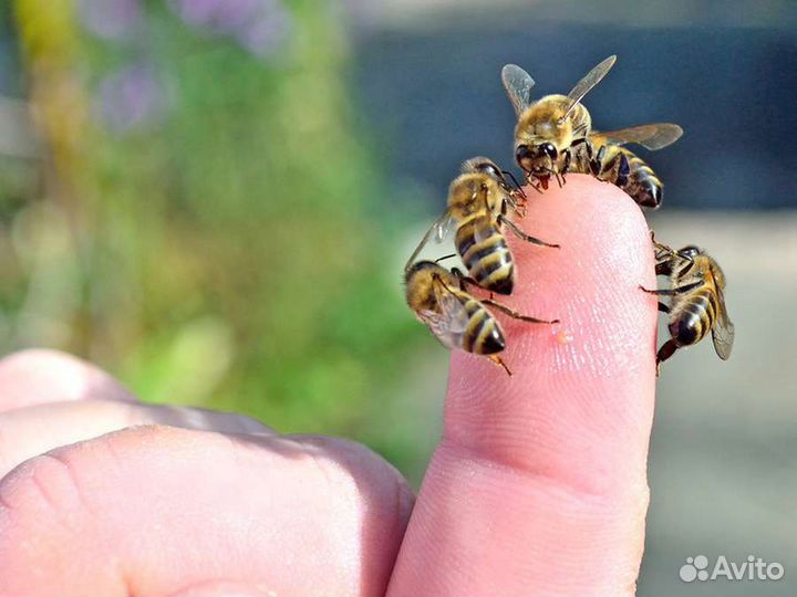Живые пчёлы, для апитерапии, пчелоужаливаний