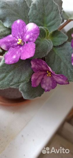 Фиалка, лист