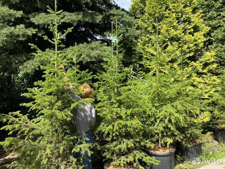 Пихты сибирские 1,5-3,0 м с зкс в горшках 65-90 л