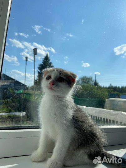 Красавчики котятки