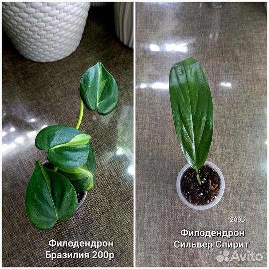 Комнатные цветы