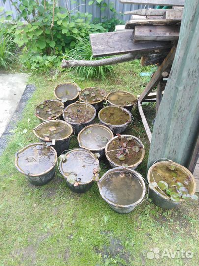 Нимфеи кувшинки