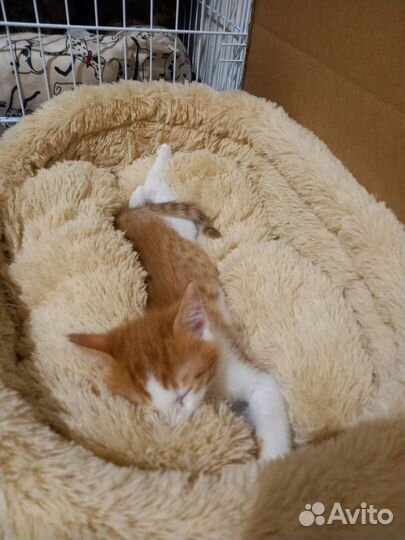 Рыжий мальчик ищет дом