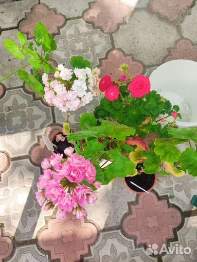 Герань пеларгония