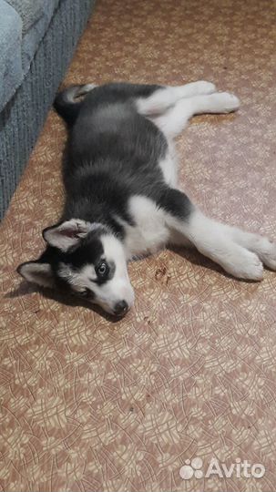 Зоогостиница для собак