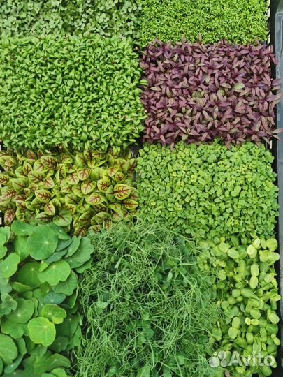 Микрозелень