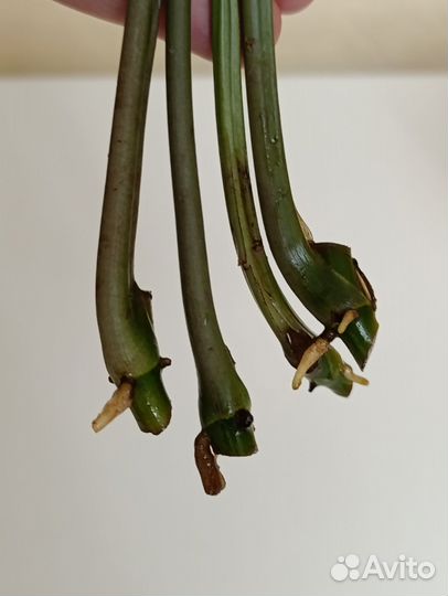 Сингониумы