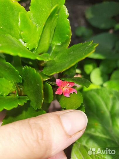 Каланхоэ цветущий