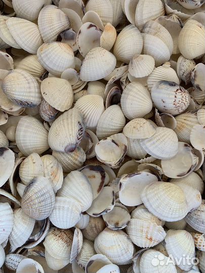 Ракушки морские 1кг
