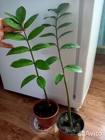 Замиокулькас