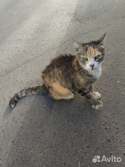 Кошка в дар