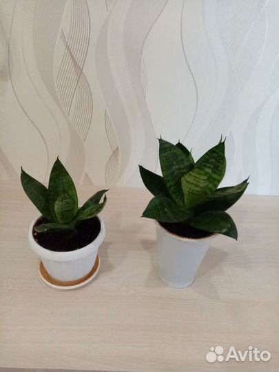 Сансевиерия