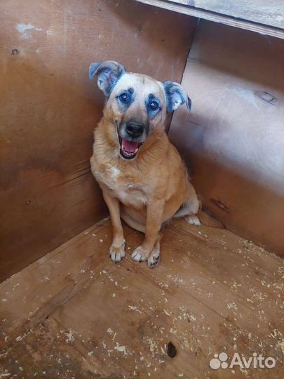 Обычный пёс