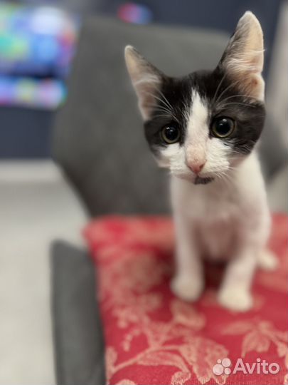 Котенок мальчик