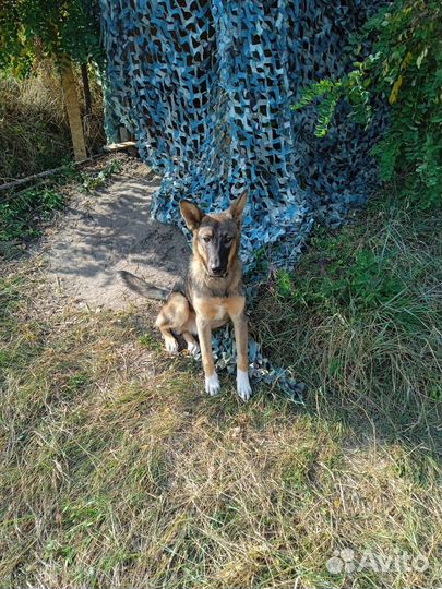 Собака в добрые руки