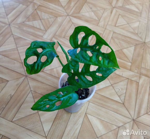 Монстера Манки маск