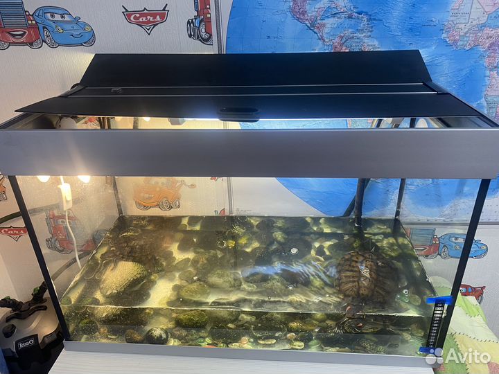 Продаются черепахи и аквариум