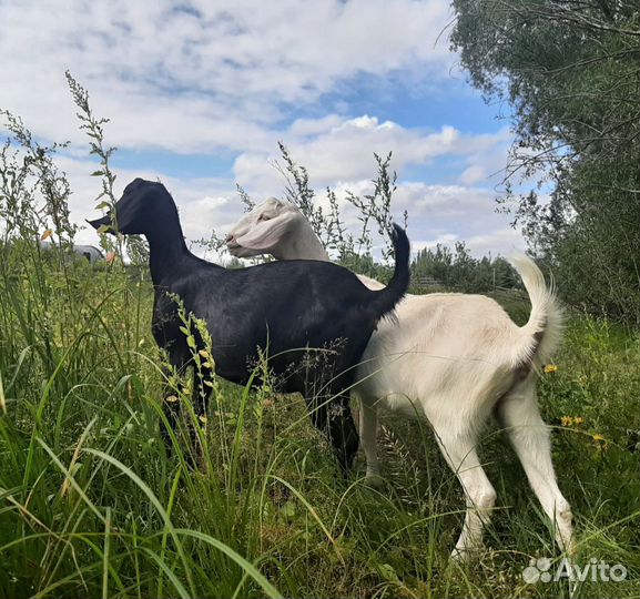Англо-нубийские козочки и козлики