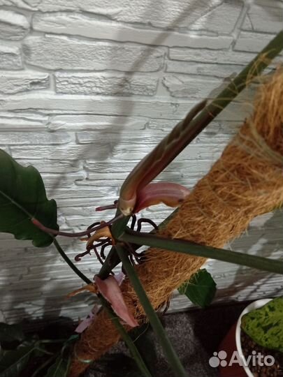 Филодендрон карамель плуто