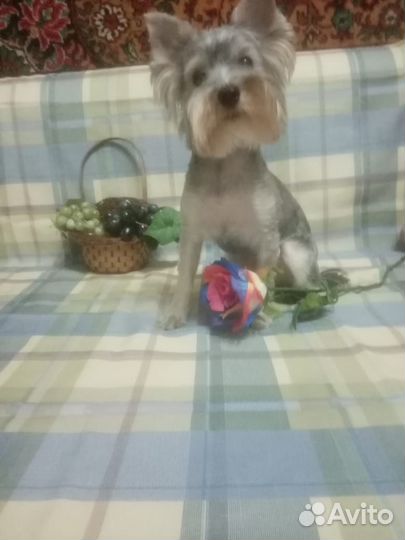 Йоркширский терьер щенки