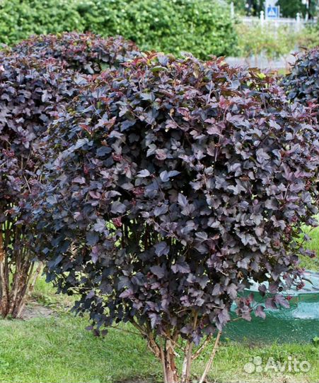 Лаванда,пузыреплодник, кровохлёбка,малочай