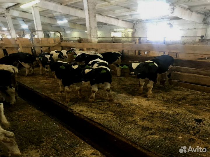 Бычки телята