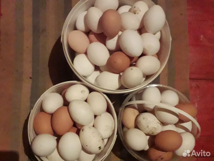 Домашние куриные яйца