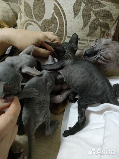 Донской сфинкс котята