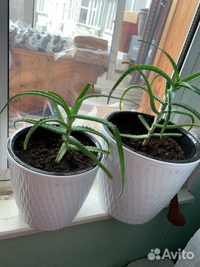 Алоэ 3 года лечебное